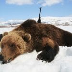 Brown bear taken down with rifle during winter