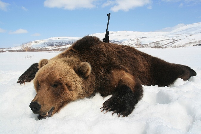 brown bear taken down with rifle during winter