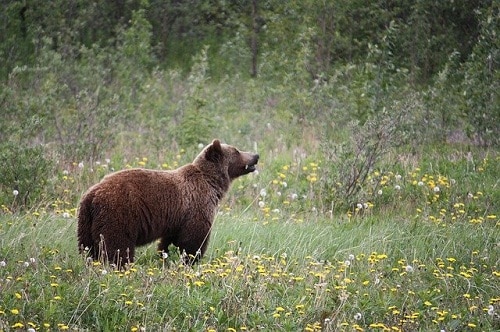 Grizzly bear in the meadow
