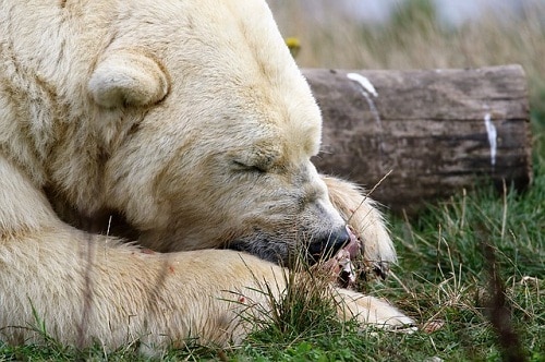 Polar bear lying on ground eyes closed