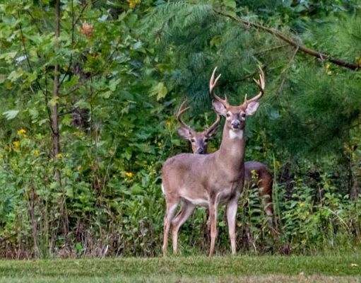 Two whitetail bucks at edge of field