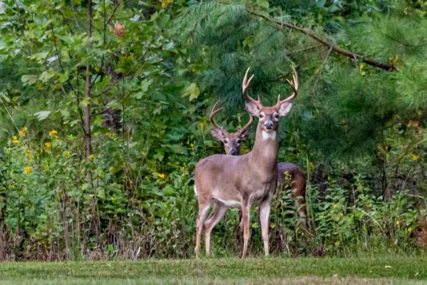 Two whitetail bucks at edge of field