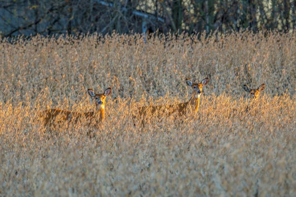 Three whitetail does standing in a grain field