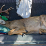 Rsz deer in trunk of car