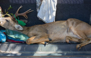 rsz deer in trunk of car