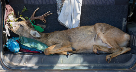 rsz deer in trunk of car