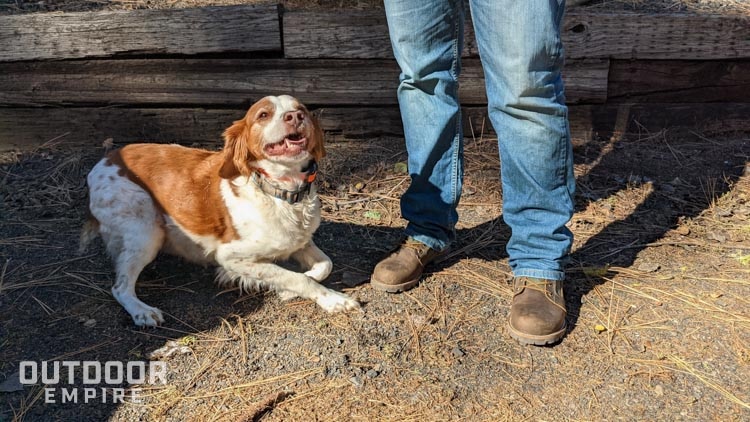 Brittany dog by man wearing kodiak thane hunting boots