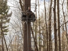 Bowhunter sitting on a ladder tree stand in a big tree