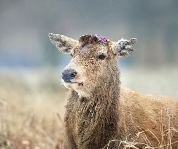 Close-up of a Red Deer Having Recently Shed His Antlers