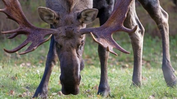 Alaska Bull Moose During Rut