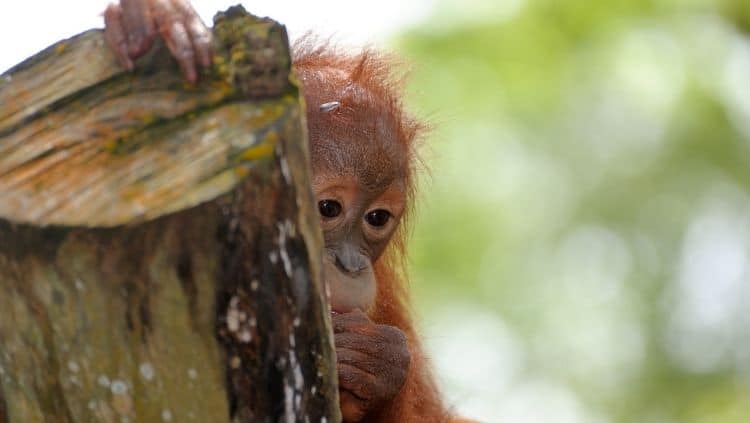 Baby orangutan behind cut tree trunk