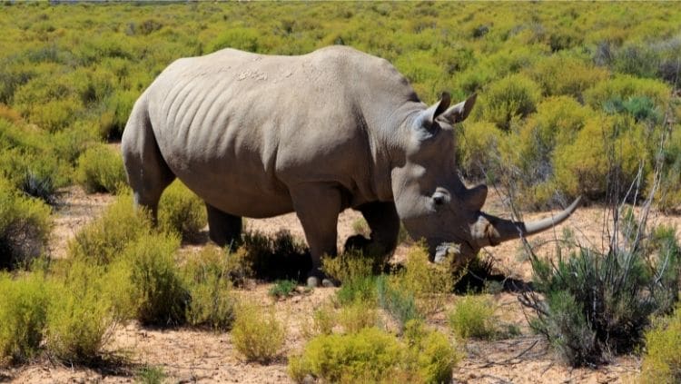 Rhinoceros in safari park