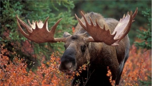 bull moose with big antlers up close