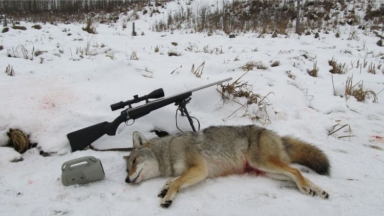 coyote hunt with .308 rifle
