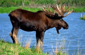 moose by the water