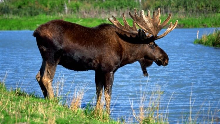 moose by the water