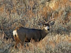 Mule deer buck standing in sagebrush field