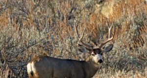 Mule deer buck standing in sagebrush field