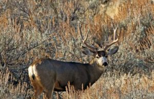 mule deer in sagebrush