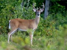 whitetail deer in the forest