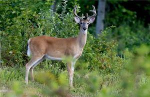 whitetail deer in the forest