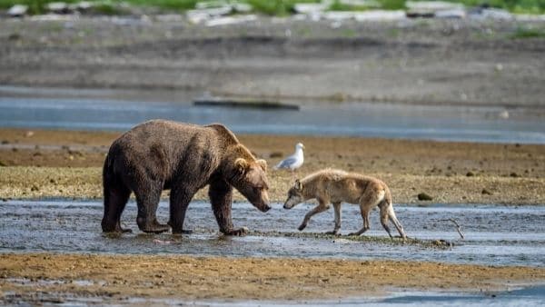 Bear vs wolf