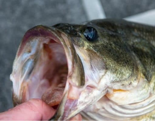 large mouth bass caught