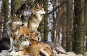 pack of wolves in the woods