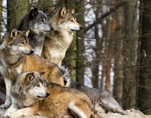 pack of wolves in the woods