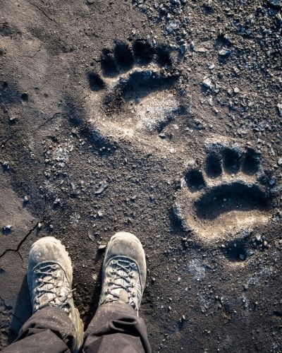 Polar bear foot print