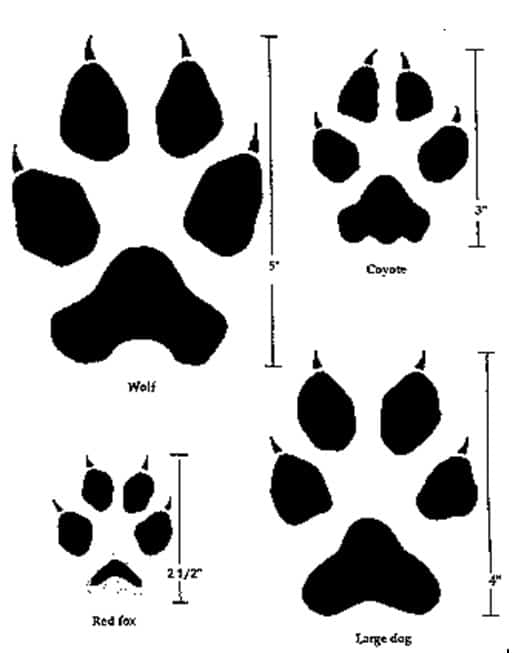 Comparison of wolk, coyote, fox, and dog tracks