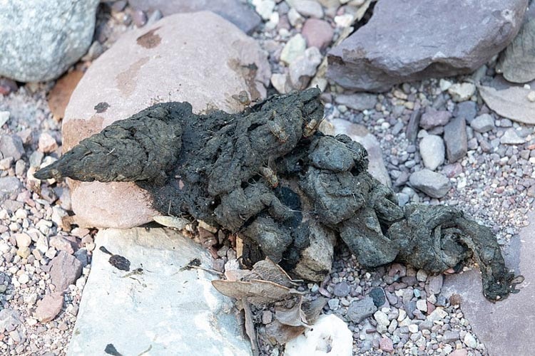 Mountain lion scat on a trail