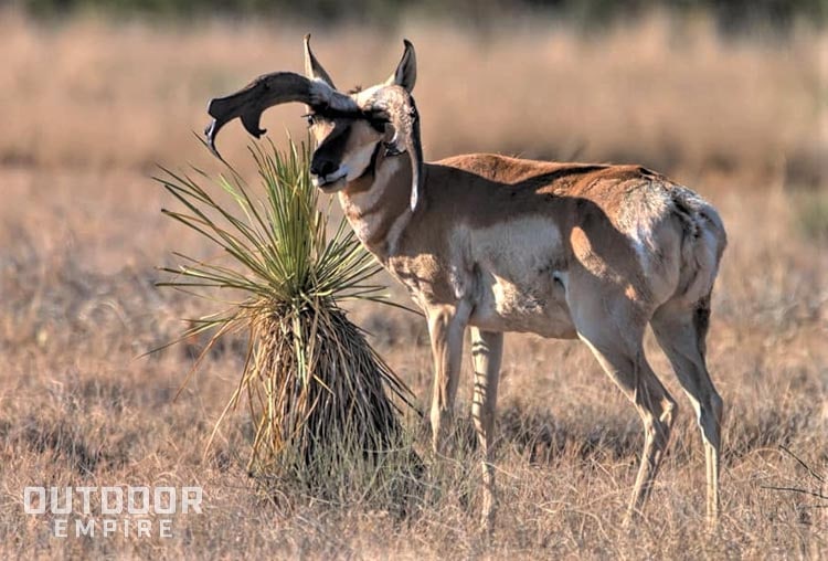 Standing pronghorn with atypical horns that stick straight out