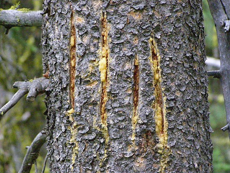4 scratch marks in tree bark from a bear