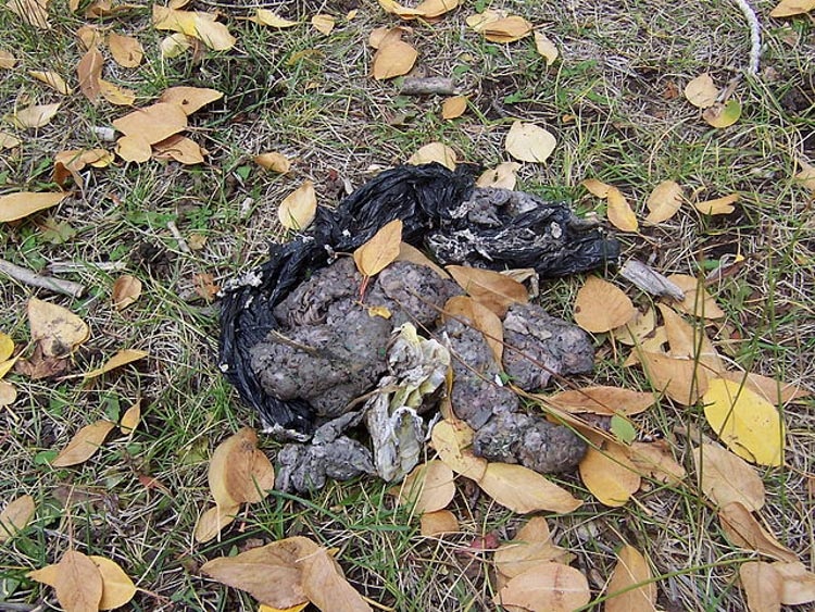 Black bear scat pile with plastic bag in it