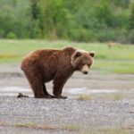 Grizzly bear pooping