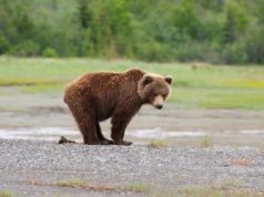 grizzly bear pooping