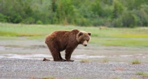grizzly bear pooping