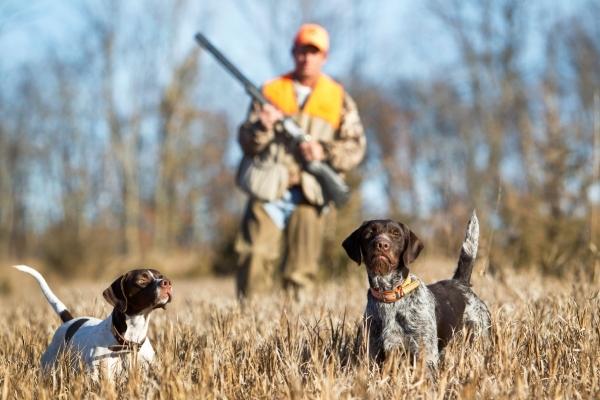 Hunting dogs and their owner in the grassland