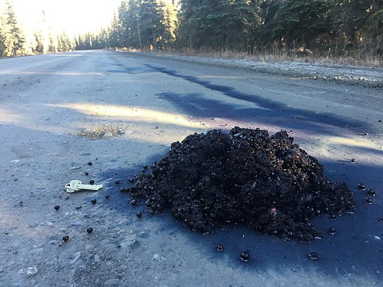 Bear scat pile on a road with berries in it