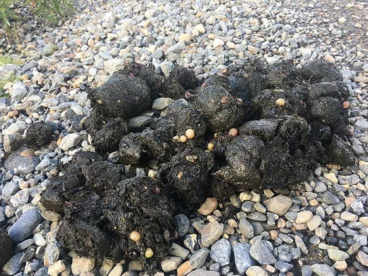 Pile of bear poop typical in appearance