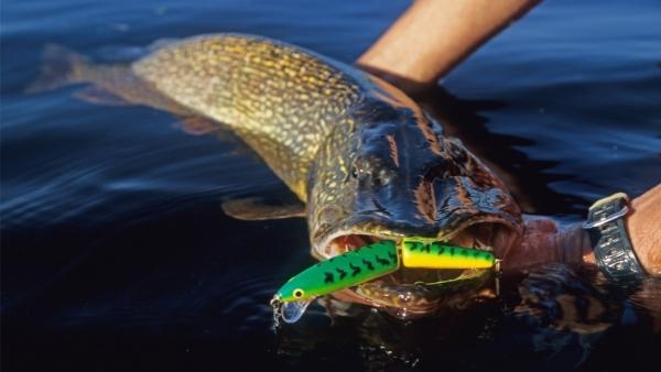 Northern pike caught by fisherman