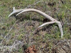 elk shed idaho
