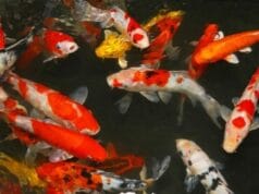multicolored Koi fish