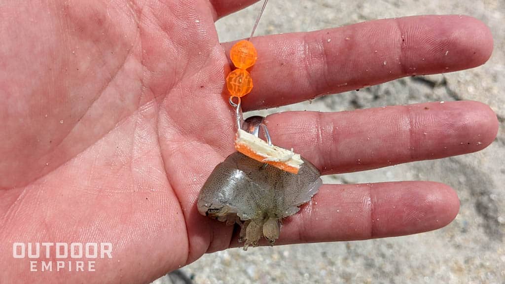 Shrimp bait on a hook