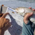 Holding surf fish and pointing at species in booklet