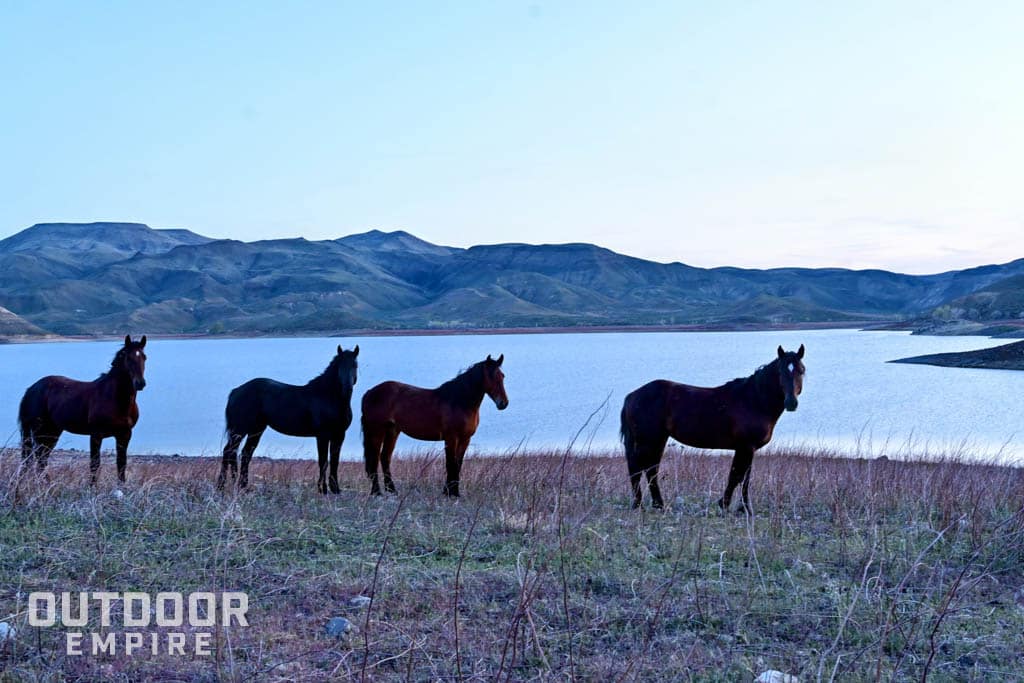 Wild horses by lake