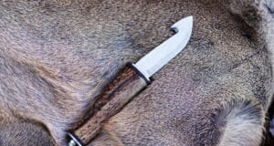 hunting knife with gut hook