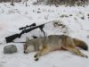 coyote hunting