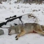 Coyote hunting